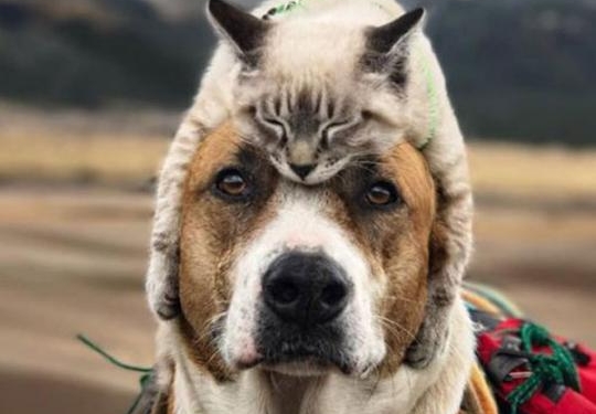 За спасение утопающего. Этот пес, доставший кота из воды, точно достоин медали