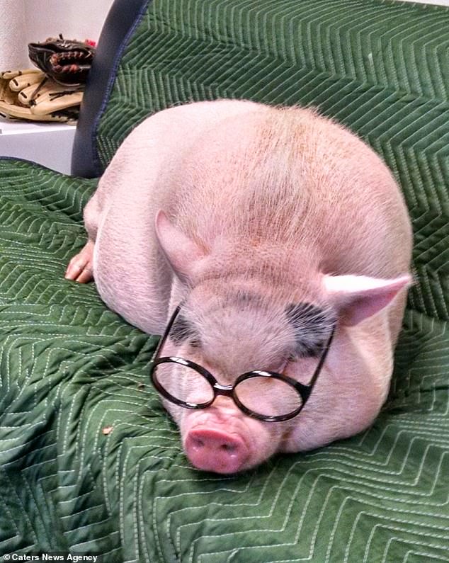 Американка потратила почти $700, чтобы отпраздновать пятилетие своей свиньи Чуи, пережившей страшные пожары в Калифорнии 5