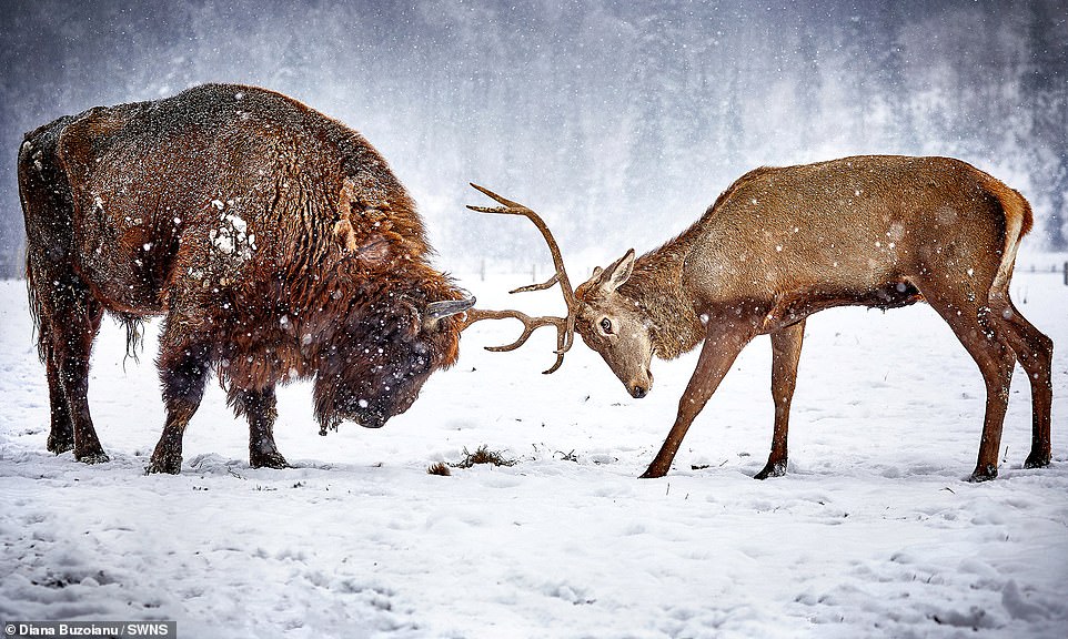 Это просто красиво: какие фотографии дикой природы победили на конкурсе Wild World 5