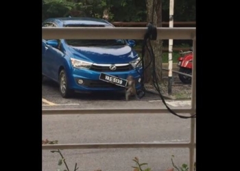 Животные и цивилизация. Она мечтала стать гаишником? Эта дикая обезьяна ворует автономера