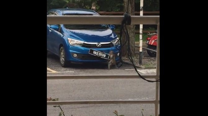 Животные и цивилизация. Она мечтала стать гаишником? Эта дикая обезьяна ворует автономера