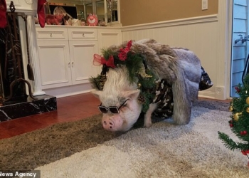 Американка потратила почти $700, чтобы отпраздновать пятилетие своей свиньи Чуи, пережившей страшные пожары в Калифорнии