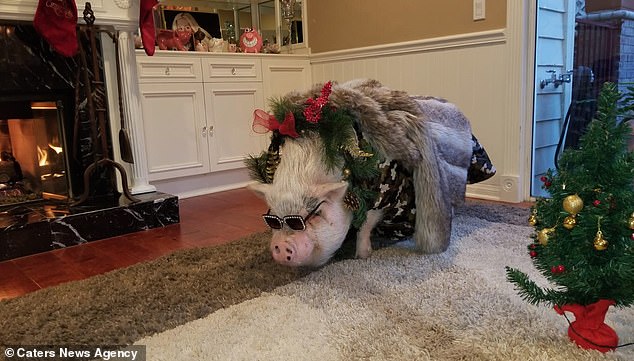 Американка потратила почти $700, чтобы отпраздновать пятилетие своей свиньи Чуи, пережившей страшные пожары в Калифорнии 7