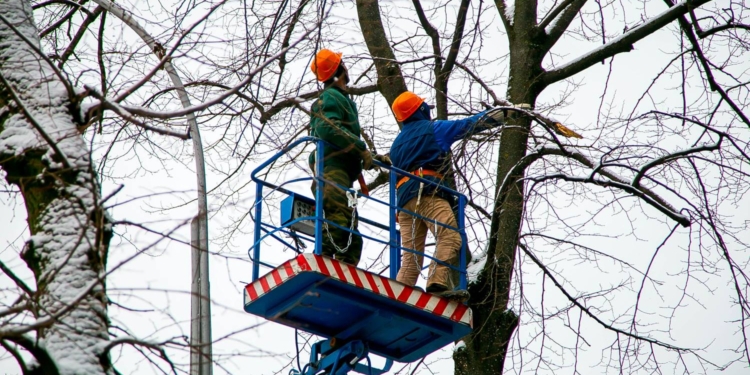 Сегодня на улице Садовой начнут сносить аварийные деревья. Николаевцев просят быть начеку