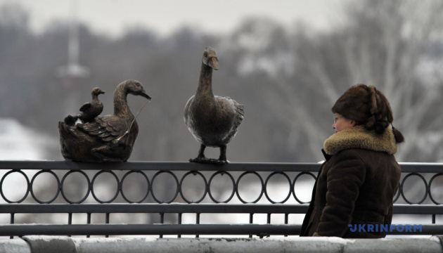 На мосту в Виннице "поселилась" милая компания: гуси, голуби и коты 13