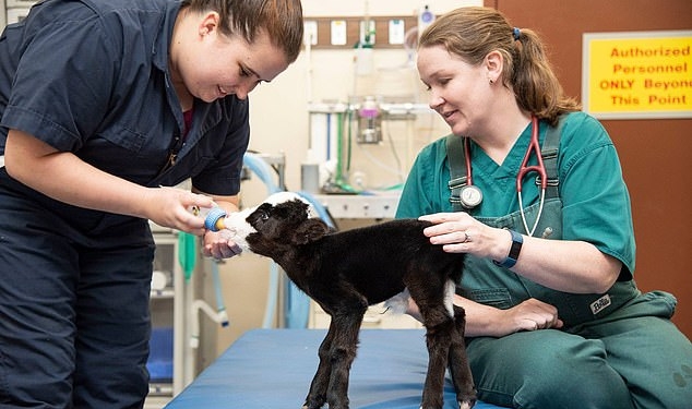 В остальном совершенно здоров. Теленок ростом с кошку родился в США