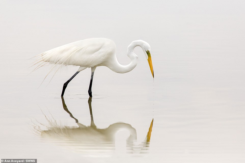 Это просто красиво: какие фотографии дикой природы победили на конкурсе Wild World 17