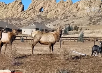 Устала от своих. В США овца удивила всех – бросила свою отару и ушла к оленям