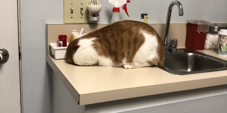 Американский кот так не хотел к ветеринару, что спрятался от него в урне