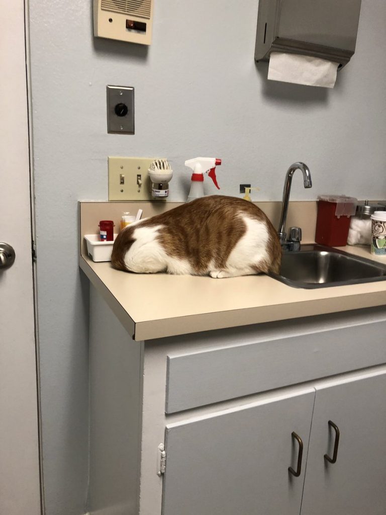 Американский кот так не хотел к ветеринару, что спрятался от него в урне 13