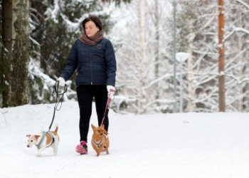 В Финляндии появились отели, которые готовы помочь хозяевам собак, страдающих от фейерверков