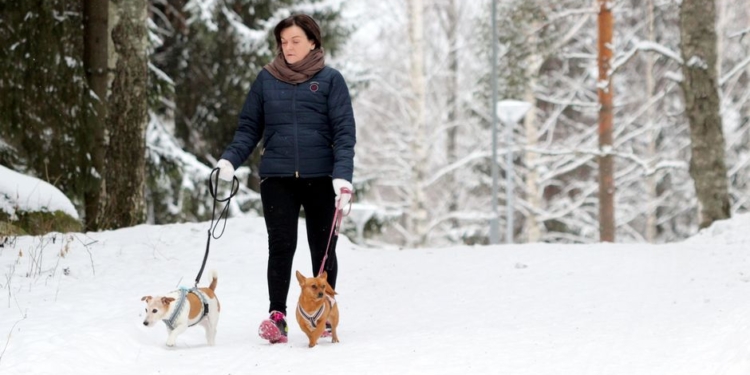 В Финляндии появились отели, которые готовы помочь хозяевам собак, страдающих от фейерверков