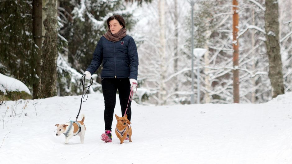 В Финляндии появились отели, которые готовы помочь хозяевам собак, страдающих от фейерверков 3