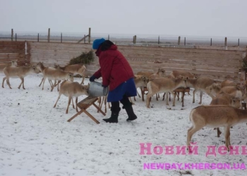 Рога, копыта и все остальное. Китайцы разводят сайгаков в Херсонской области