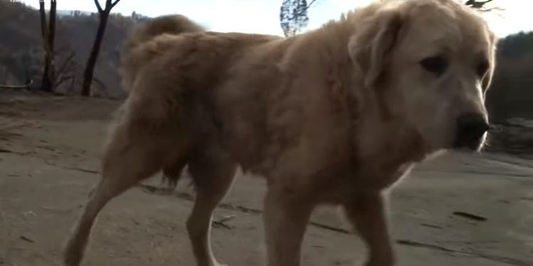 Американский пес месяц ждал хозяев возле уничтоженного огнем дома в Калифорнии