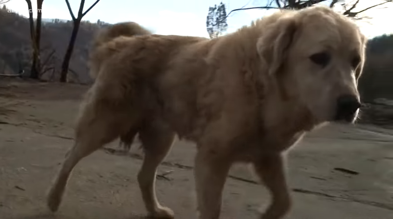 Американский пес месяц ждал хозяев возле уничтоженного огнем дома в Калифорнии