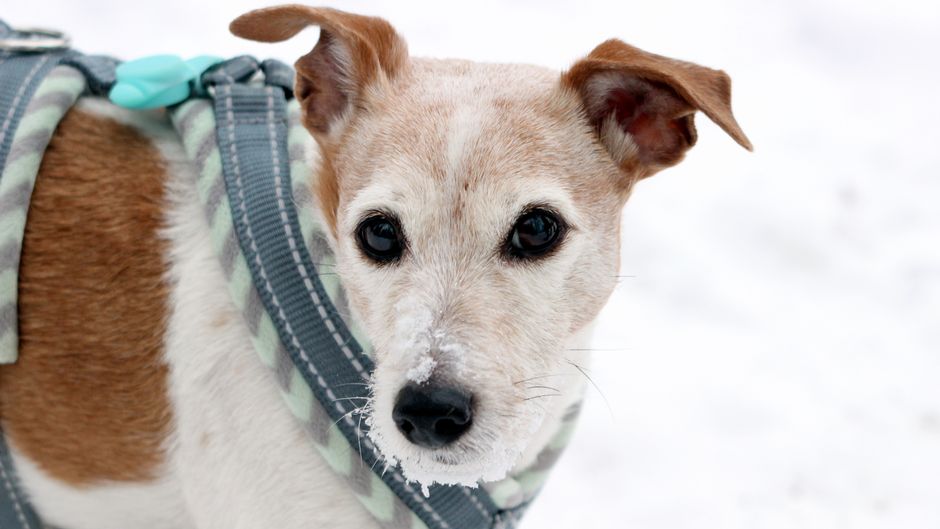 В Финляндии появились отели, которые готовы помочь хозяевам собак, страдающих от фейерверков 1
