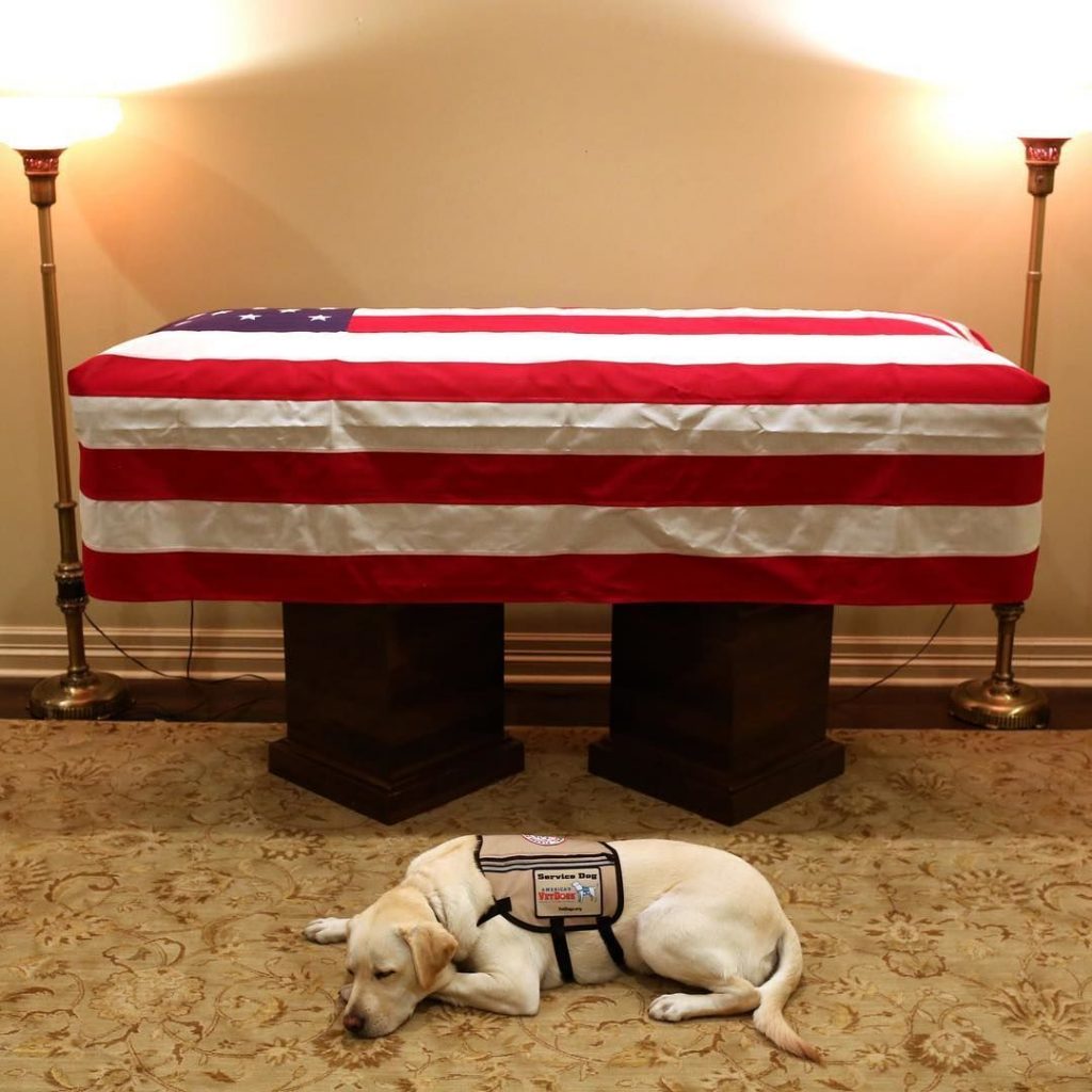 «Миссия завершена». Пес Джорджа Буша-старшего трогательно попрощался с ним у гроба 7