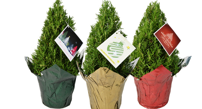 Полезная альтернатива. Новая рождественская мода – “елочки” из розмарина