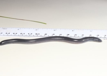 Именем Трампа за большие деньги назвали слепую амфибию-червягу