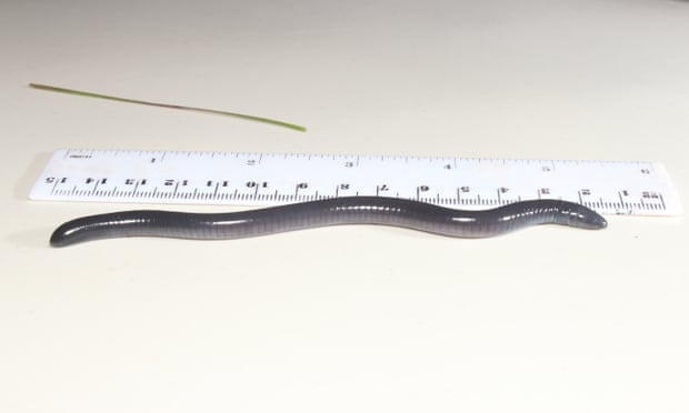 Именем Трампа за большие деньги назвали слепую амфибию-червягу