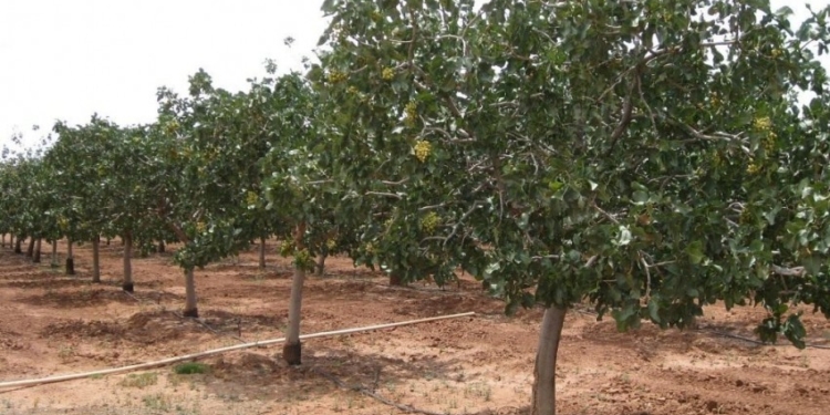 Как в Узбекистане. В Одесской области заложили первый в Украине фисташковый сад