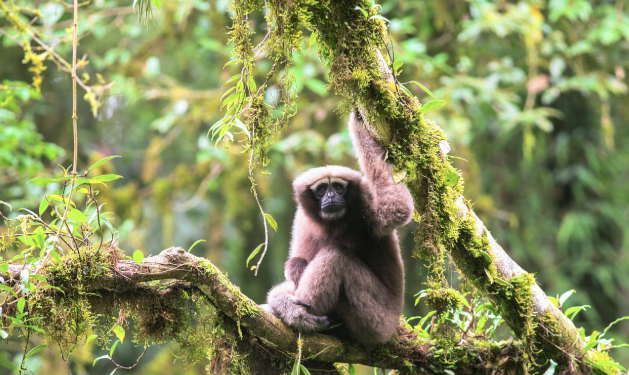 “Жаба из Средиземья” и гиббон Скайуокер – 157 новых видов обнаружили в Индокитае