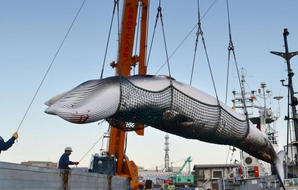 Япония анонсировала решение о возобновлении коммерческой добычи китов