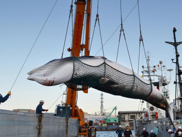Япония анонсировала решение о возобновлении коммерческой добычи китов 1