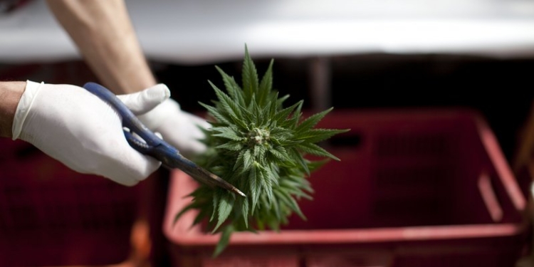 Кажется, не там ищут: в Канаде рассчитывают на мигрантов из Центральной Америки, которые будут работать на выращивании марихуаны