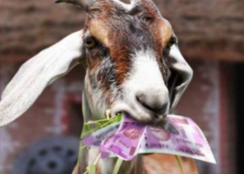 И получила по заслугам. В Сербии коза съела €20 тыс., которые фермер приготовил для покупки земли