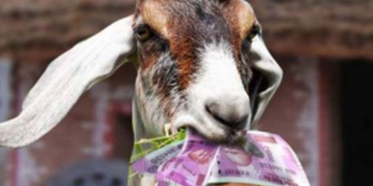 И получила по заслугам. В Сербии коза съела €20 тыс., которые фермер приготовил для покупки земли