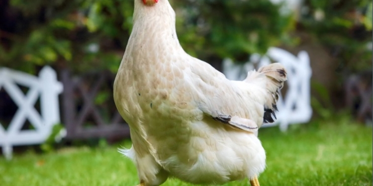 Наши потомки назовут нас «куриными людьми»