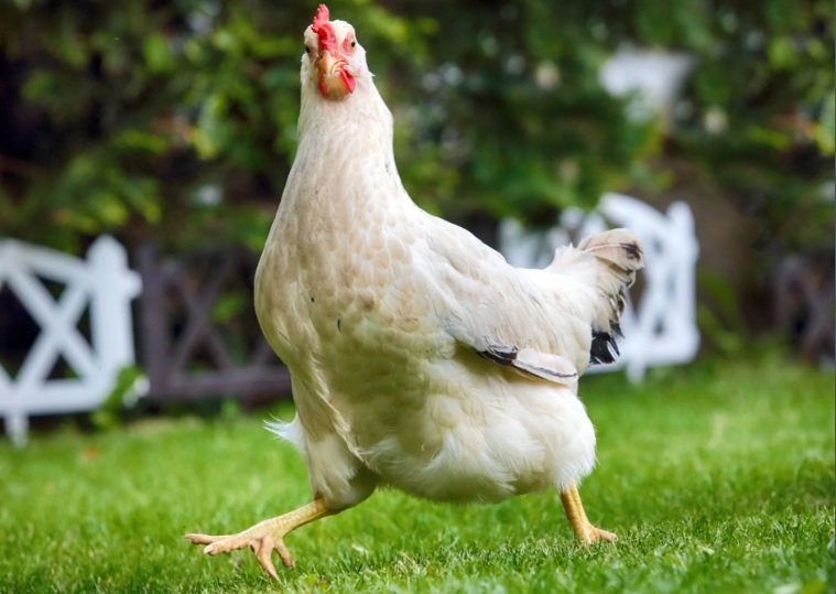Хотят еще. В ЕС увеличат квоту на украинскую курятину в 2,5 раза 1