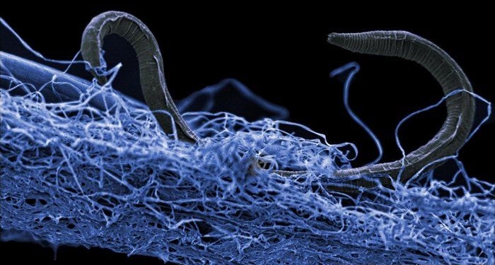 На глубине нескольких километров под землей нашли около 23 млрд.т живых организмов