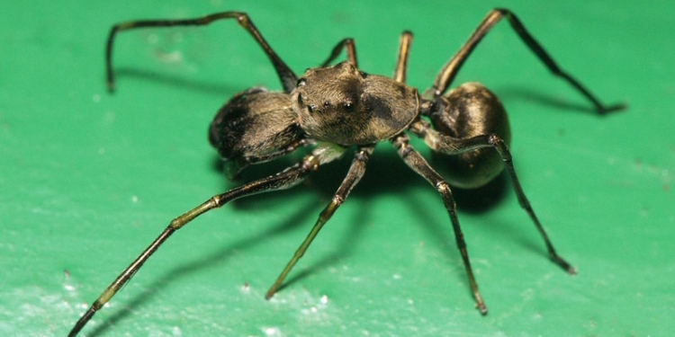 Ученые надоили паучьего молока