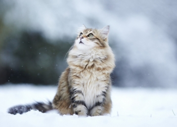 Завтра в Украине без осадков, температура до +3