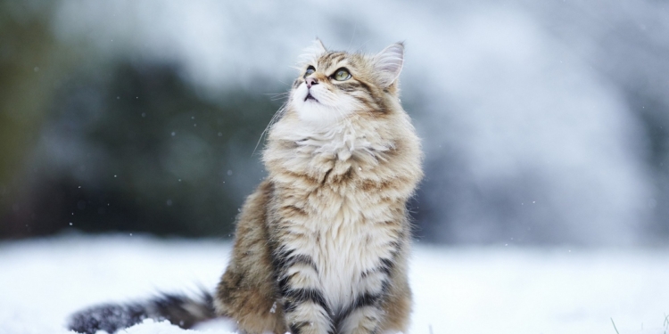 Завтра в Украине без осадков, температура до +3