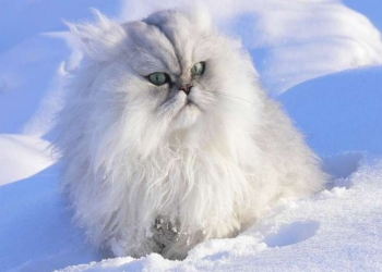 Завтра в Украине без осадков, температура до +3