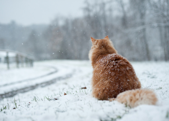 Завтра в Украине без осадков, температура до +3