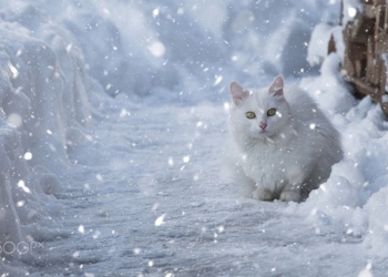 Завтра в Украине без существенных осадков, температура до -6