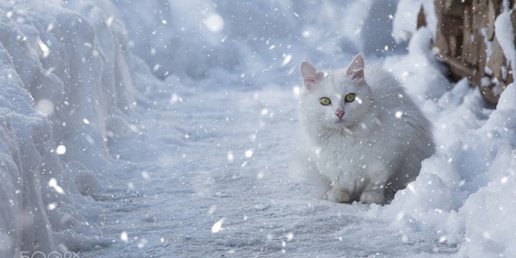 Завтра в Украине без существенных осадков, температура до -6