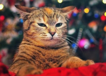 Завтра в Украине без осадков, температура до -4