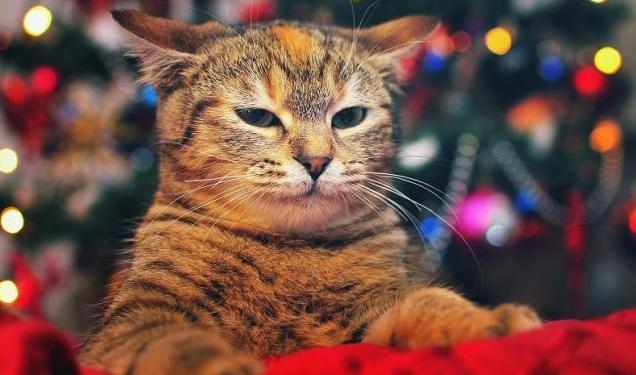 Завтра в Украине без осадков, температура до -4