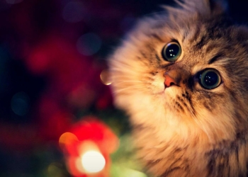 Завтра в Украине без осадков, температура до -4