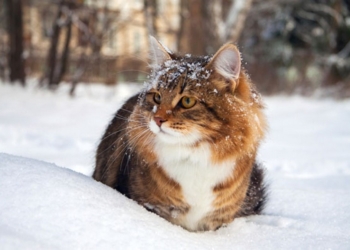 Завтра в Украине без существенных осадков, температура до -6