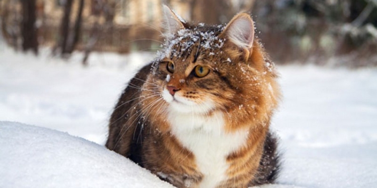 Завтра в Украине без существенных осадков, температура до -6