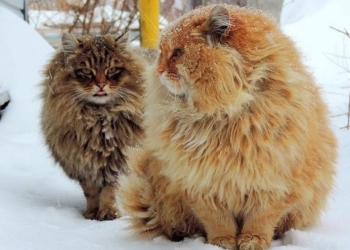 Завтра в Украине без существенных осадков, температура до -6