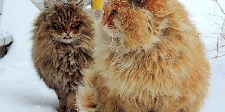 Завтра в Украине без существенных осадков, температура до -6