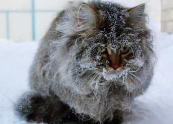 Завтра в Украине без существенных осадков, температура до -6